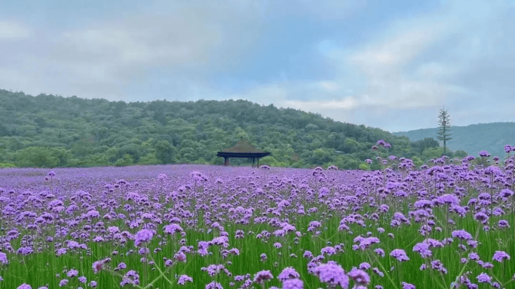 在拈花湾，遇见最美的自己--金证资产评估团建掠影